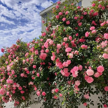 Apartmani Katic Daire *